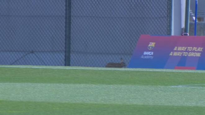 El conejo en el entrenamiento del Barcelona (Fuente: ElDesmarque)