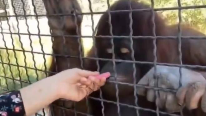 Un orangután fumando vaper (Redes Sociales)
