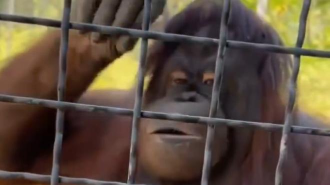 Un orangután fumando vaper (Redes Sociales)