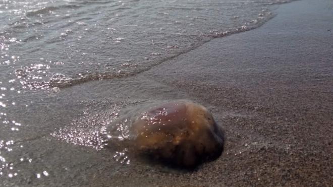 Una medusa en una playa de Almería (Foto: Europa Press)