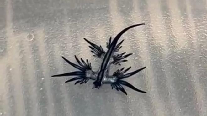 Ejemplar de dragón azul encontrado en las playas de Guardamar (Foto: @alcalde_guardamar)