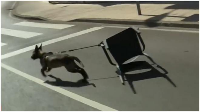 Un perro irrumpe en La Vuelta a España. (@teledeporte)
