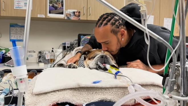 La despedida de Lewis Hamilton a su inseparable mascota Roscoe (Instagram Lewis Hamilton)