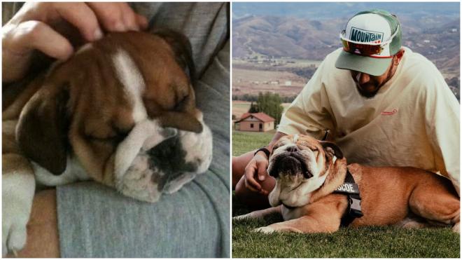 Lewis Hamilton agradeció el cariño en redes hacia su mascota Roscoe (Instagram Lewis Hamilton)