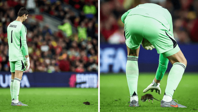 Thibaut Courtois, tratando de coger una rata en el Gales-Bélgica.