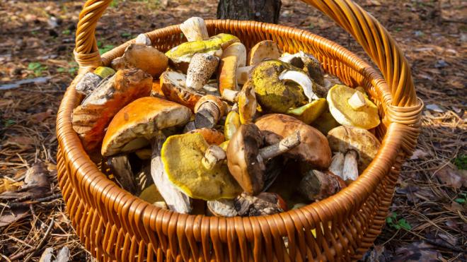 Cesta de mimbre llena de setas silvestres (Foto: Freepik)