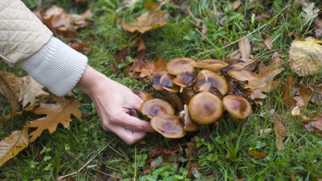 Persona recogiendo setas del campo (Foto: Freepik)