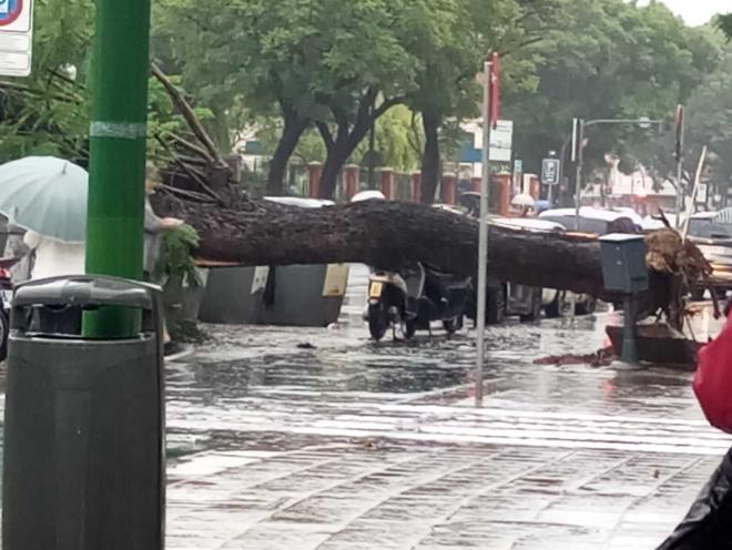 La lluvia golpeó con fuerza Sevilla y toda Andalucía.