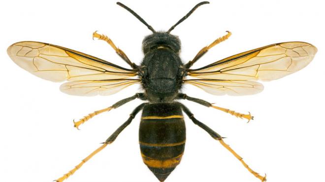 Vista dorsal de un ejemplar de avispa velutina (Foto: Wikimedia Commons)