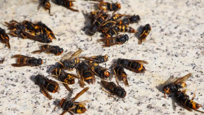 Muestra de avispas velutinas durante una manifestación para pedir un plan de acción (Foto: Cordon Press)