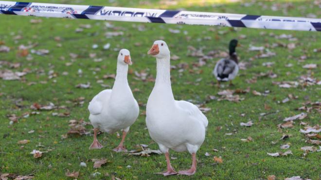 Zona de prevención contra la Gripe Aviar en el parque del Soto de Móstoles (Foto: Europa Press)