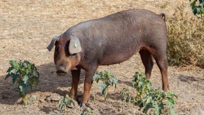 Un cerdo en una granja en Salamanca, Castilla y León. (Europa Press)