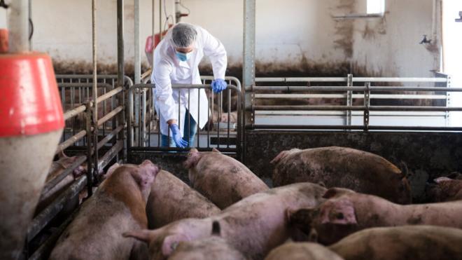 Veterinario en una granja de cerdos (Freepik)