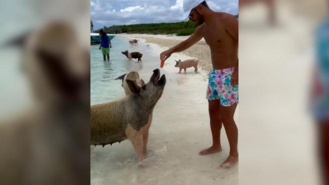 Marco Asensio le da de comer a un cerdo en las Bahamas durante sus vacaciones.