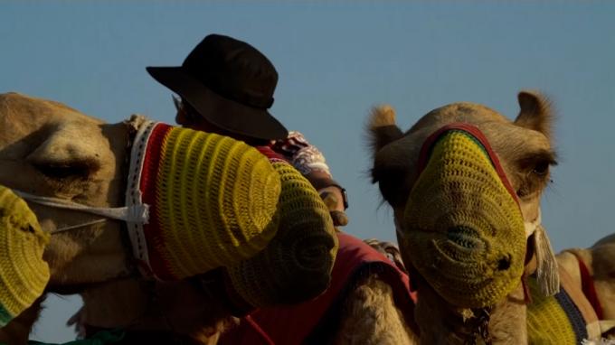 Los camellos están sufriendo la explotación por el turismo del Mundial de Qatar 2022.