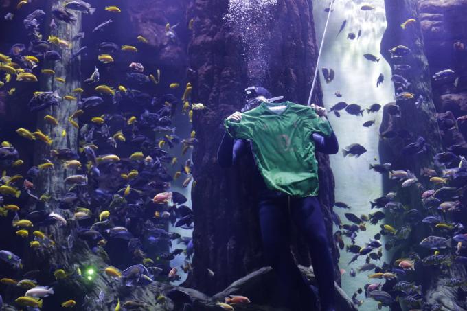 La camiseta del Betis en el acuario durante la presentación (foto: Kiko Hurtado).