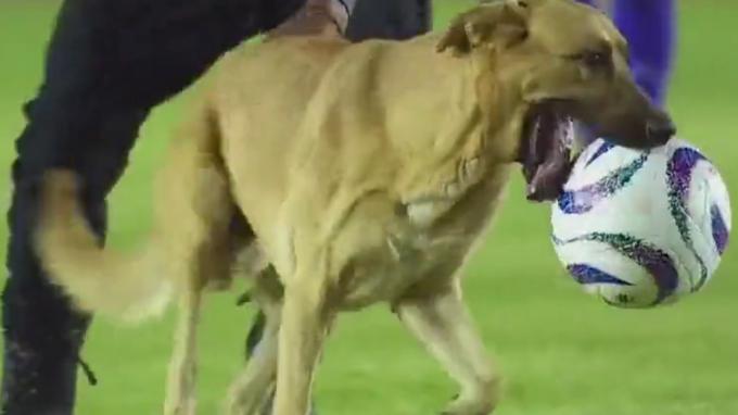 Crees que lo has visto todo hasta que llega el perro Ronaldinho: se cuela al campo y conduce la pel